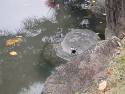 大阪　四天王寺　極楽浄土の庭で鳥と遊ぶ。_e0125762_184779.jpg