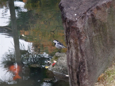 大阪　四天王寺　極楽浄土の庭で鳥と遊ぶ。_e0125762_18571.jpg