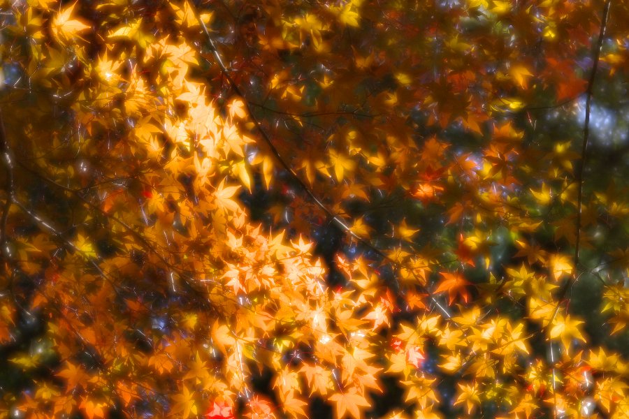 b0084270_87810.jpg
