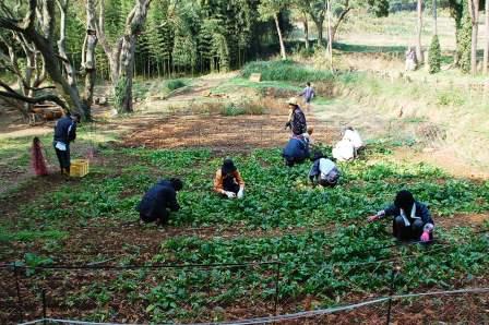 畑と野菜と時々石_b0166777_16122393.jpg