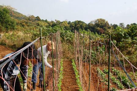 畑と野菜と時々石_b0166777_16134495.jpg