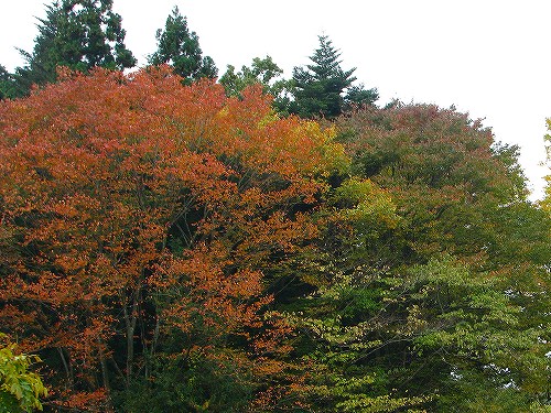 ザクロ リンドウ 紅葉 花と葉っぱ