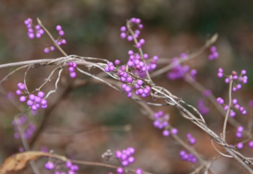 紫 むらさき ムラサキの木の実 寧楽悠々自然流 紫 むらさき ムラサキの木の実 寧楽悠々自然流