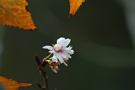 深山公園-Ⅲ_e0190885_17361187.jpg