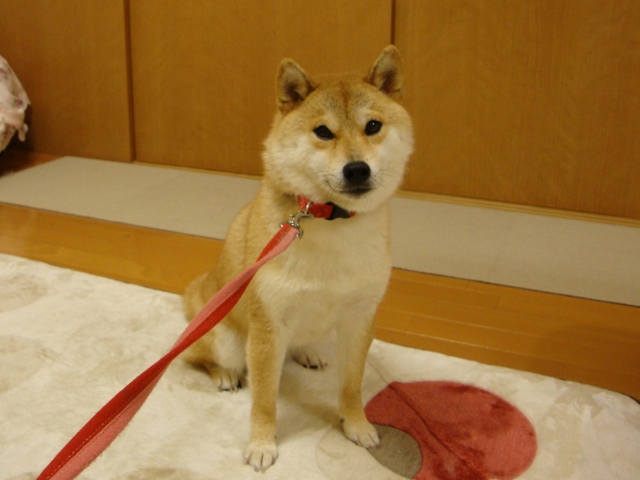 今夜は二人きり_a0126590_22543656.jpg