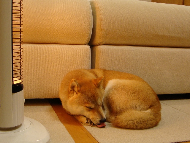 今夜は二人きり_a0126590_2257352.jpg