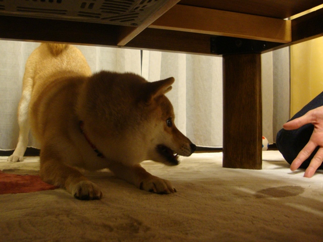 今夜もまた落ちた!?_a0126590_551276.jpg