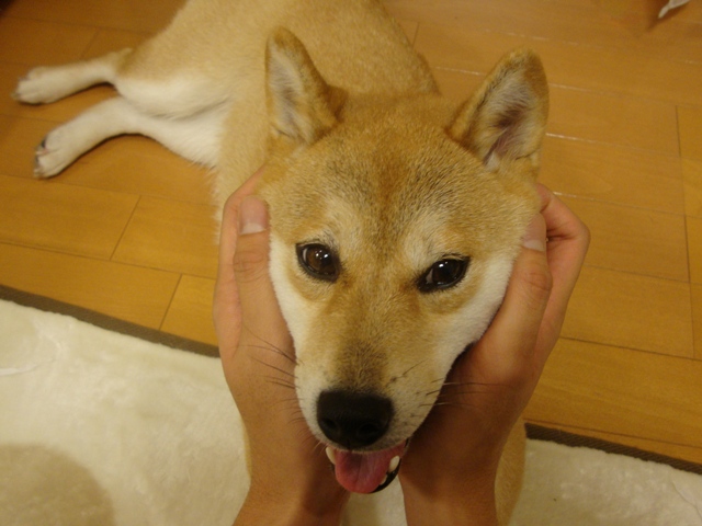 今夜もまた落ちた!?_a0126590_5515036.jpg
