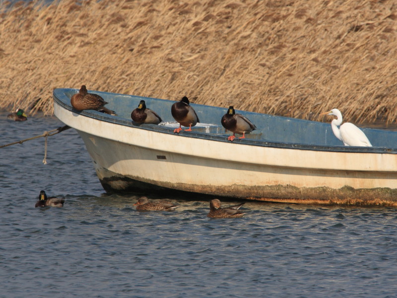 鳥の海_b0158392_214951.jpg