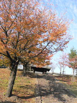 晩秋の奈良公園_d0123492_2253749.jpg