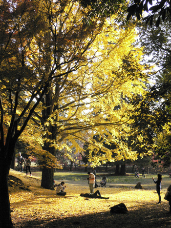 晩秋の奈良公園_d0123492_23161636.jpg