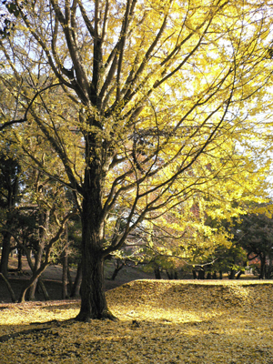 晩秋の奈良公園_d0123492_23172516.jpg