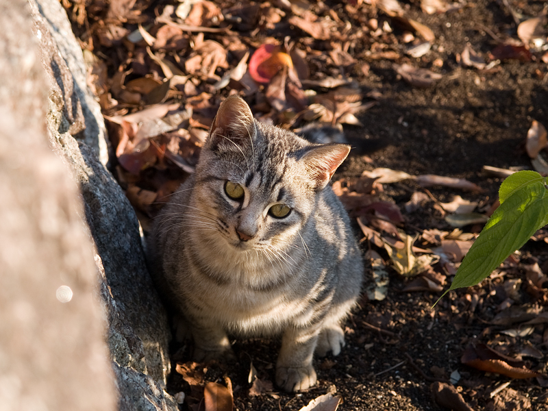 広島の猫#339_c0191394_23484242.jpg