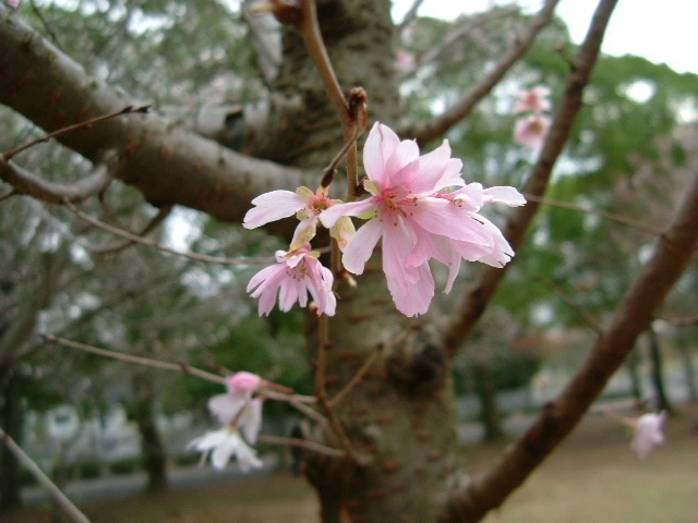 秋の終わりの万博公園_b0044296_2272371.jpg