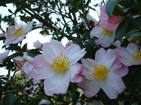 c0208099_06477.jpg