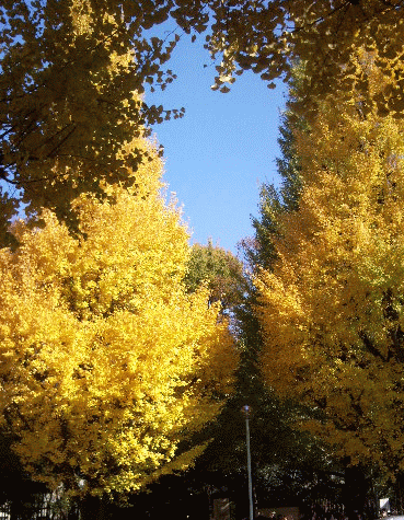 d0133199_20271697.gif