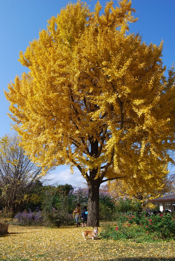 昭和記念公園　紅葉&コウテイダリア_f0101201_22291753.jpg