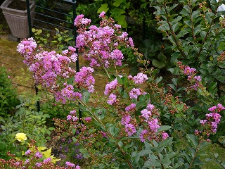 a0123003_1682357.jpg