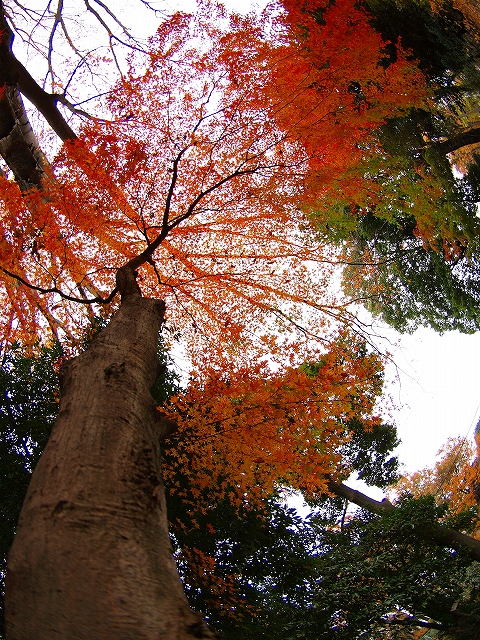 Autumn Color_f0202803_235817.jpg