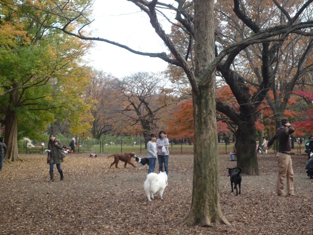 代々木公園へ～♪　　11月28日　[土]_e0018604_1437185.jpg