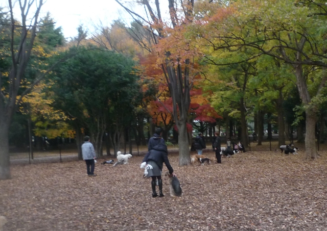 代々木公園へ～♪　　11月28日　[土]_e0018604_14381572.jpg