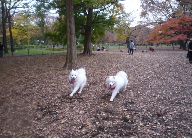 代々木公園へ～♪　　11月28日　[土]_e0018604_15342277.jpg