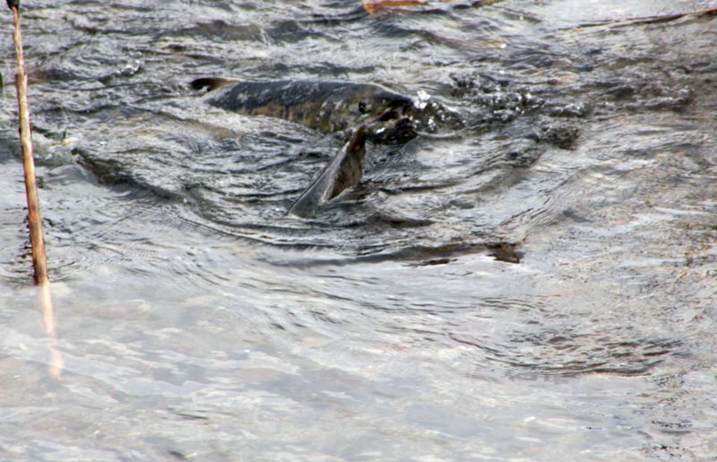 c0073907_6185580.jpg