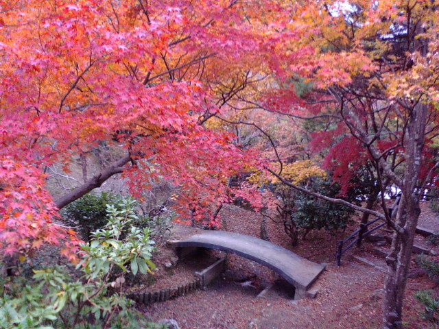 階楽公園の紅葉_e0099212_1927482.jpg