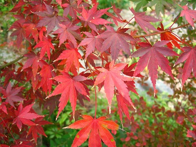 ご近所の紅葉＆球根の植え付け_a0111621_16221859.jpg