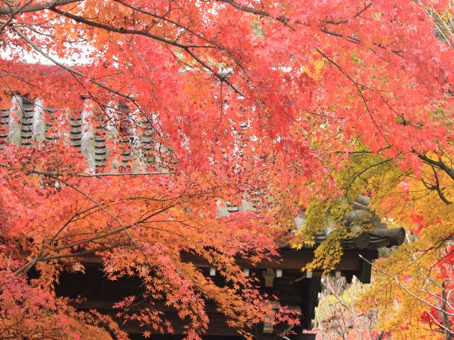 本土寺の紅葉（１１月27日）_d0069623_2212879.jpg