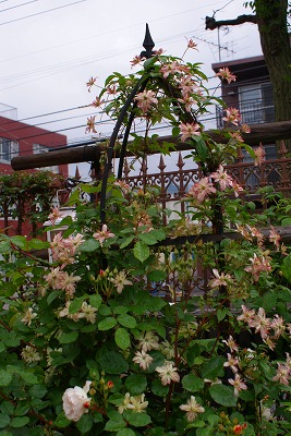 f0170524_1154343.jpg