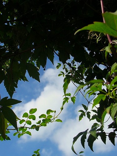f0170524_1241964.jpg
