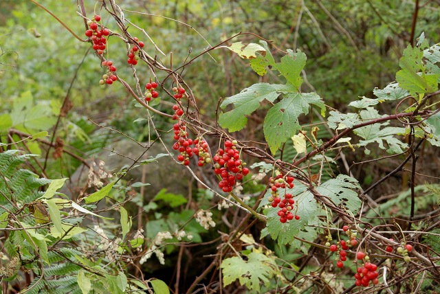 c0027027_2154298.jpg