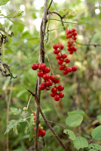 c0027027_21594811.jpg