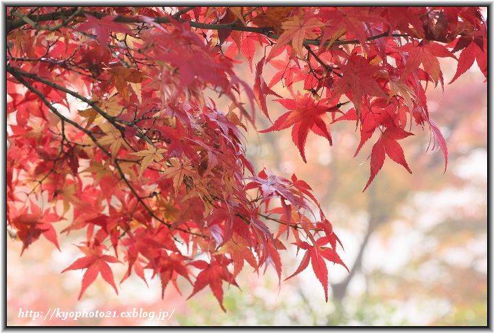 そうだ、もみじ見に行こ。　～霧のもみじ・善峯寺　②～ _c0200027_19455771.jpg