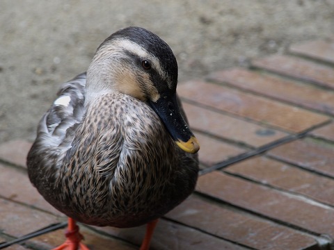 動物園_c0077531_12182953.jpg
