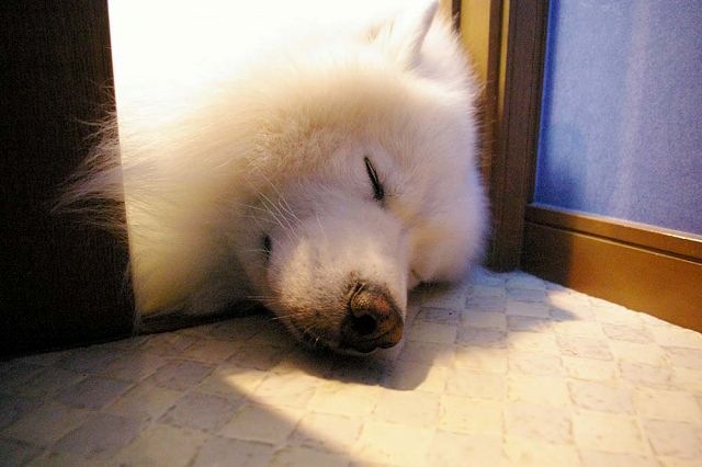 どこで寝てても_c0062832_103615100.jpg