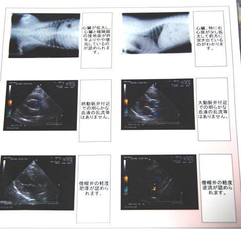 手作りごはん暦約５年の愛犬の健康状態レポート_c0099133_234710100.jpg