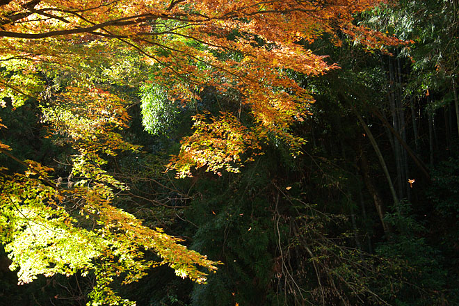 紅葉模様~一陣の光~_c0067040_22262966.jpg