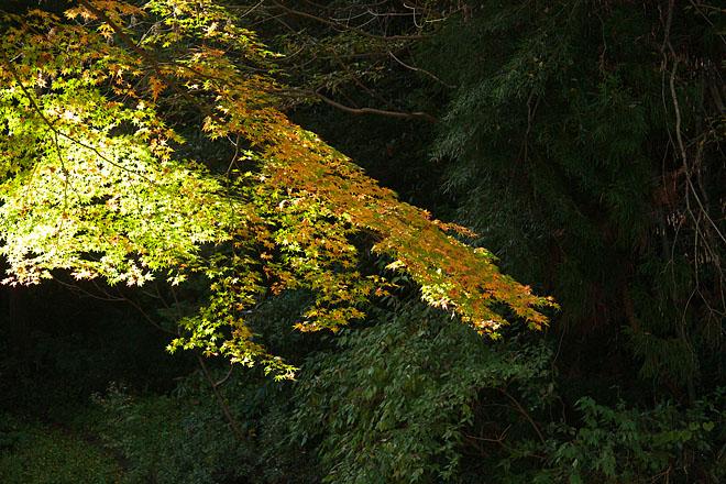 紅葉模様~一陣の光~_c0067040_2228026.jpg