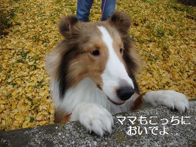 等々力緑地で黒星ひとつ。。。_e0195743_22393690.jpg
