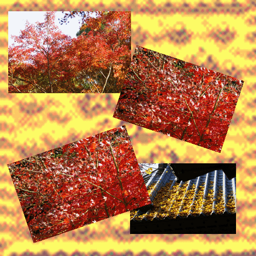 f0031546_14495953.gif