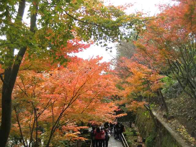 【鎌倉長谷寺・紅葉速報♪】_b0009849_14253863.jpg