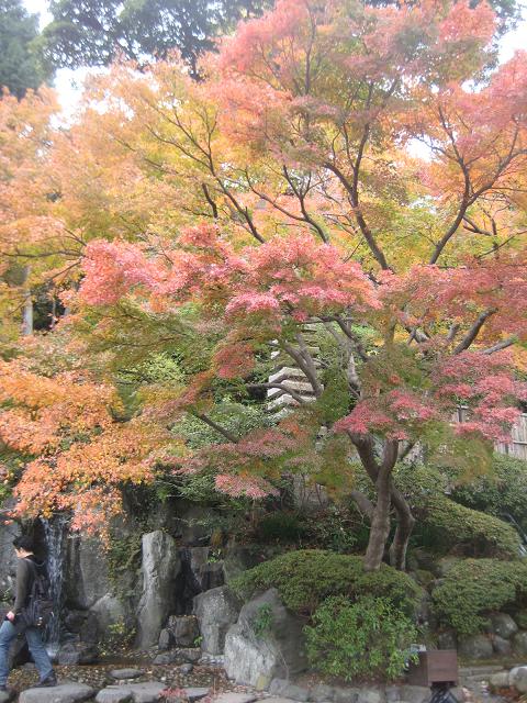 【鎌倉長谷寺・紅葉速報♪】_b0009849_14274252.jpg