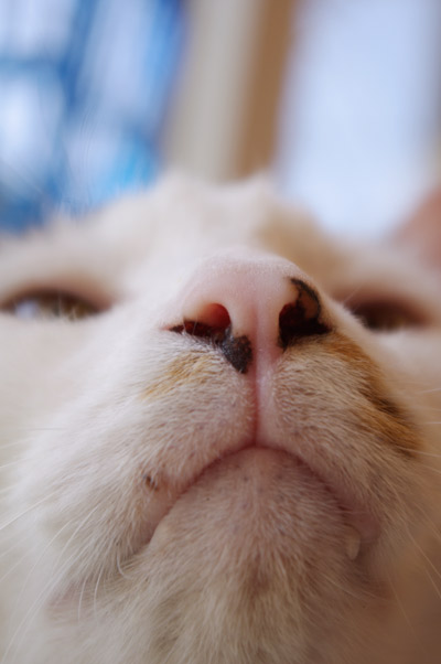鼻 ぶつぶつ独り言２ うちの猫ら21