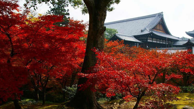 京のもみじ路２００９ （東山 東福寺 通天橋の紅葉）（2009年11月29日)_c0119555_23463746.jpg