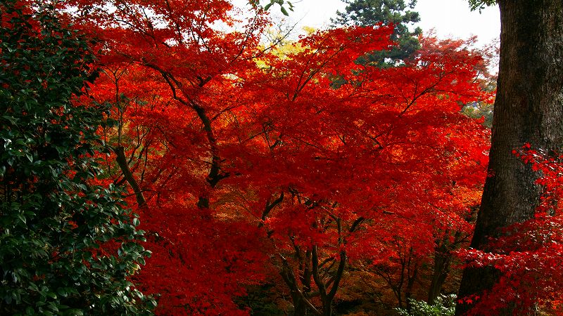 京のもみじ路２００９ （東山 東福寺 通天橋の紅葉）（2009年11月29日)_c0119555_23464682.jpg