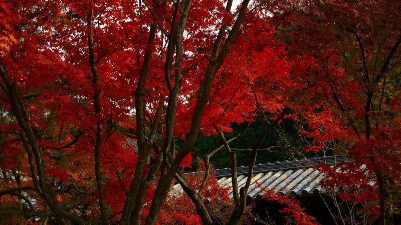 京のもみじ路２００９ （東山 東福寺 通天橋の紅葉）（2009年11月29日)_c0119555_23472794.jpg