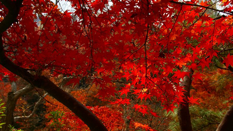 京のもみじ路２００９ （東山 東福寺 通天橋の紅葉）（2009年11月29日)_c0119555_23473668.jpg