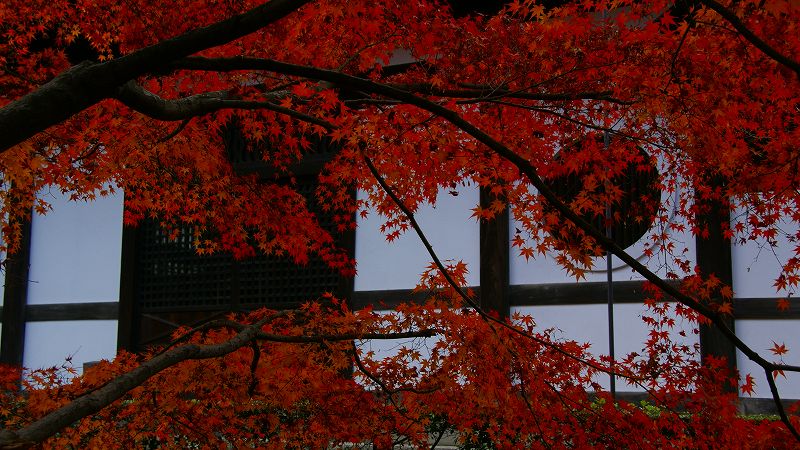 京のもみじ路２００９ （東山 東福寺 通天橋の紅葉）（2009年11月29日)_c0119555_23482462.jpg